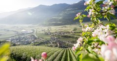 Ostern im Meranerland - Südtirol zur Apfelblüte