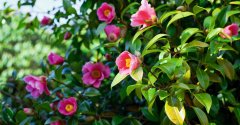 Kamelienblüte Toskana