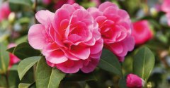 Kamelienblüte Toskana