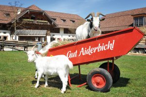 © Gut Aiderbichl