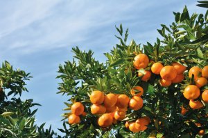 &copy; tamayura39 - stock.adobe.com