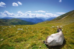 &copy; Pictureuser - stock.adobe.com